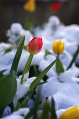tulpen schnee