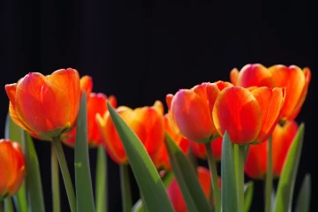 tulpen01