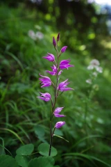 waldvoegelein