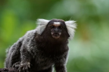 aeffchen pipa2