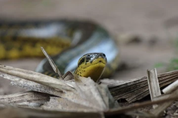 anaconda1
