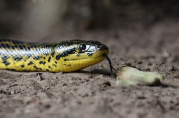anaconda2