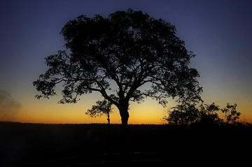 baum