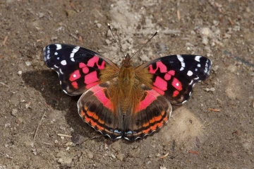 borboleta1