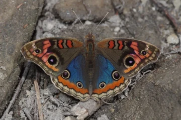 borboleta2