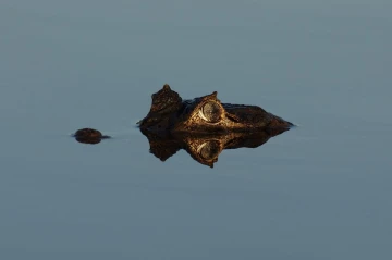 caiman1