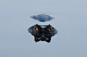 caiman2