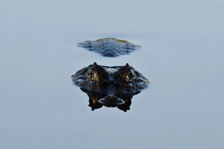caiman2