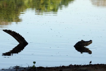 caiman3