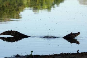 caiman4