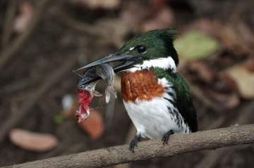 eisvogel pantanal2