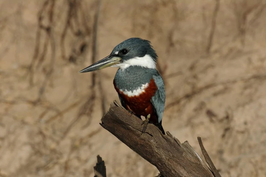 eisvogel pantanal3