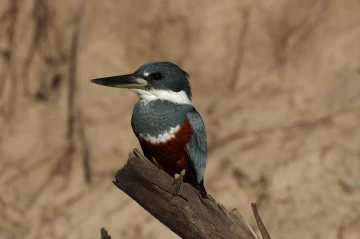 eisvogel pantanal4