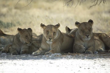 etosha loewe wolfsnes