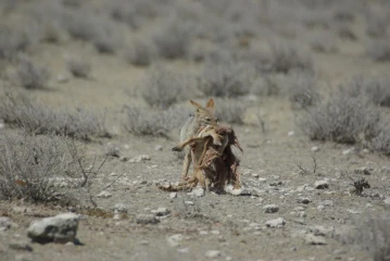 etosha schabrackenschakal riss 2