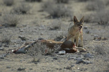 etosha schabrackenschakal riss