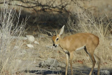 etosha steinboeckchen