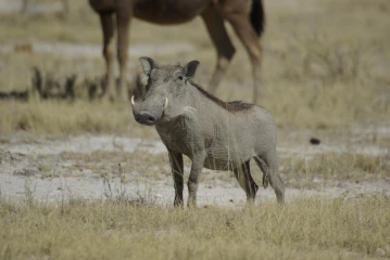 etosha warzenschwein