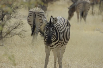 etosha zebra