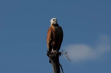 fischbussard1