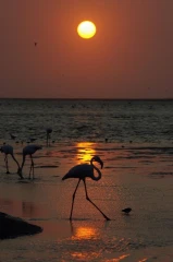 flamingo sonne 1