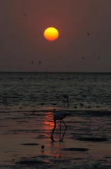flamingo sonne 2