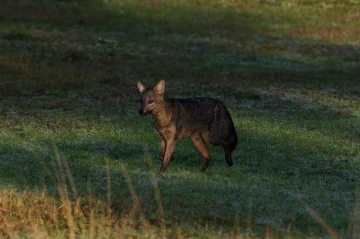 fuchs