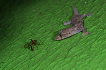gecko wespe