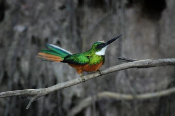 glanzvogel