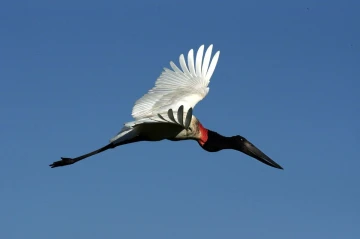 jaburu
