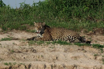 jaguar