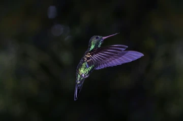 kolibri flug1