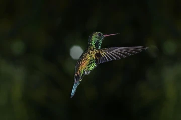 kolibri flug3