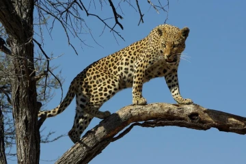 leopard 1