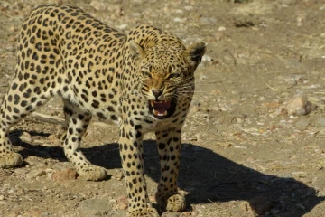 leopard 2
