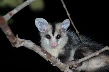 opossum