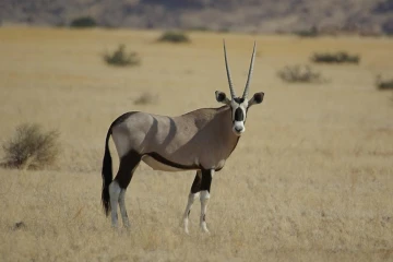 orix3