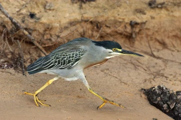 reiher1