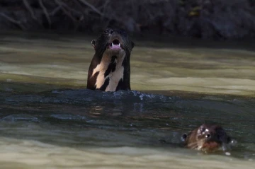 riesenotter1