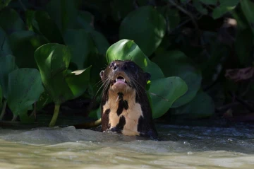 riesenotter2