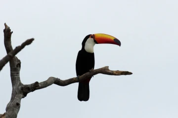 tucano