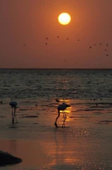 walvis bay flamingo