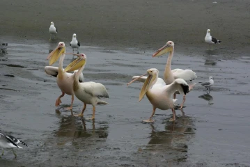 walvis bay pelikan
