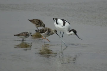 walvis bay saebelschnaebler regenpfeifer