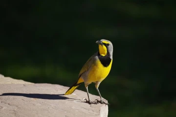 bokmakiri