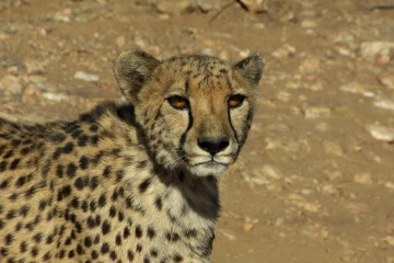 duesternbrook gepard