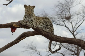 duesternbrook leopard