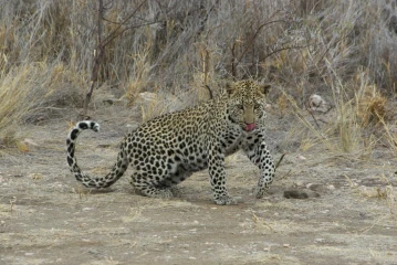 duesternbrook leopard2