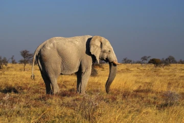 elefant bulle1