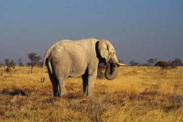 elefant bulle2
